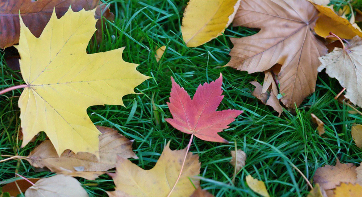 Bunte Blätter auf der grünen Wiese