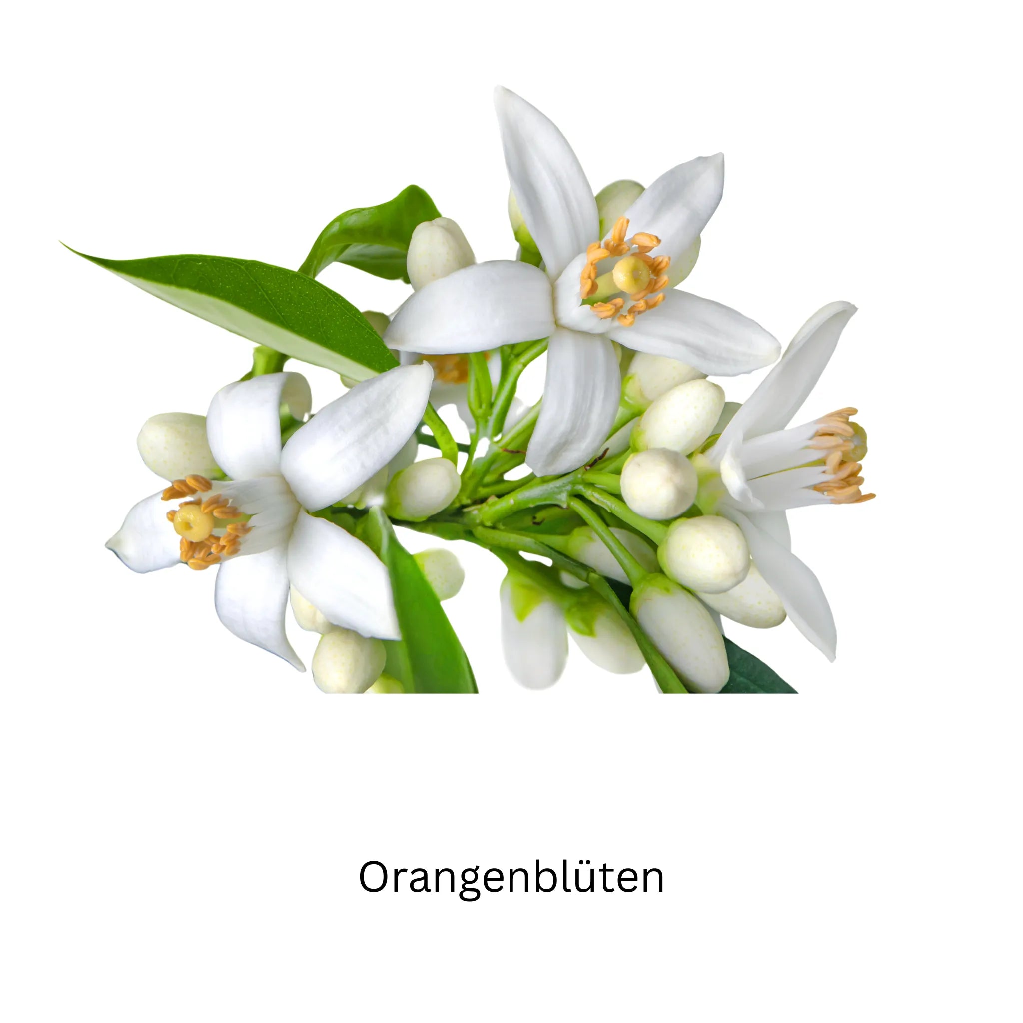 Chogan Damenduft Nr. T132 - Duftakzente